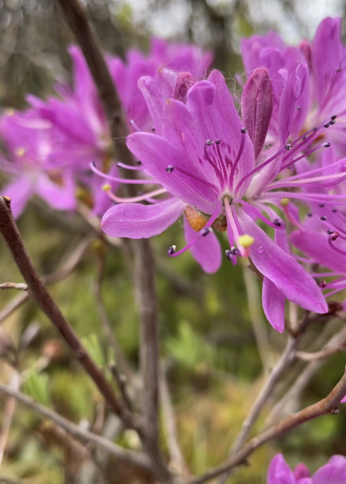 Rhodora in bloom along the Walking Trail at Killarney Lake in Fredericton.