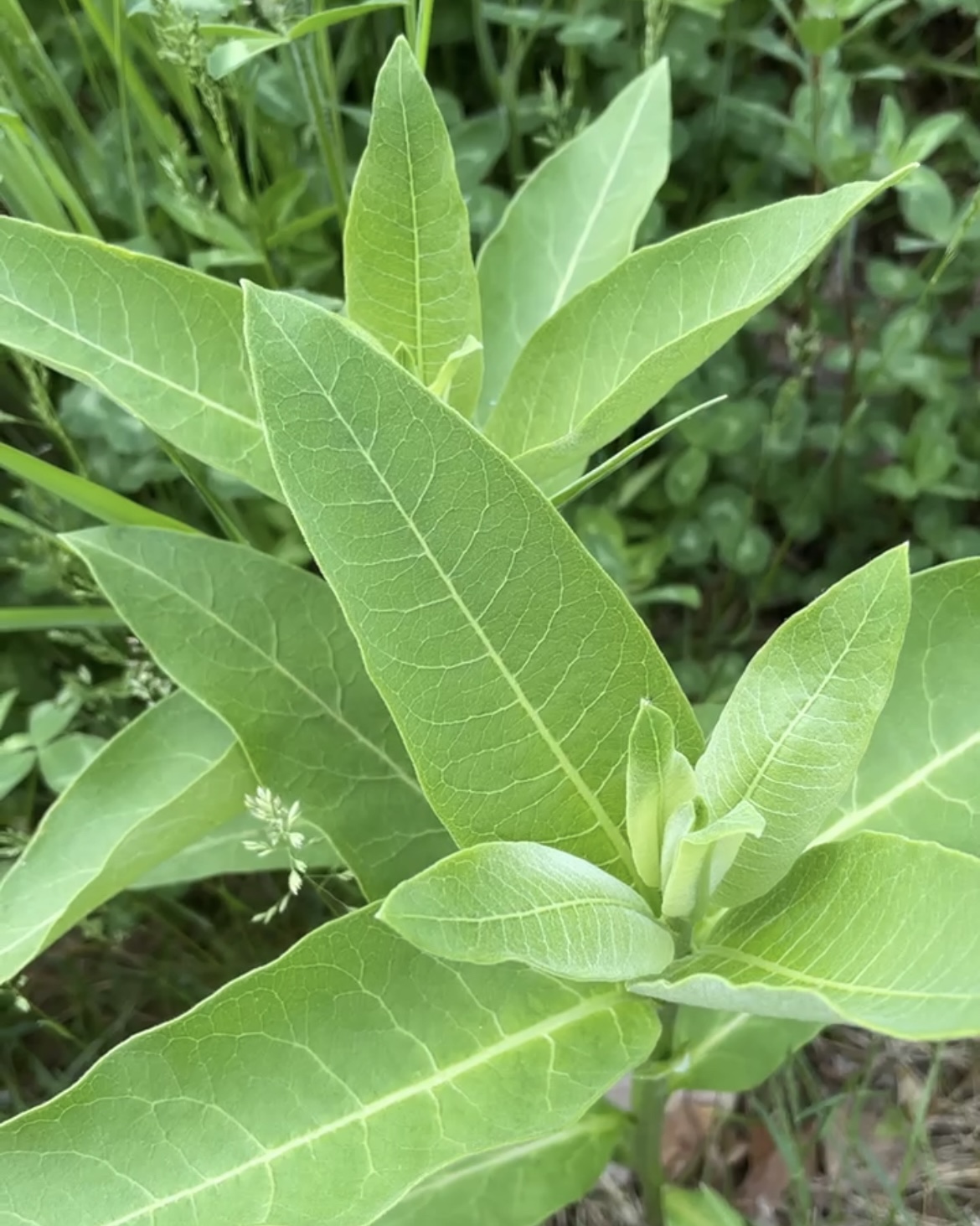 Milkweed plants that have yet to flower.