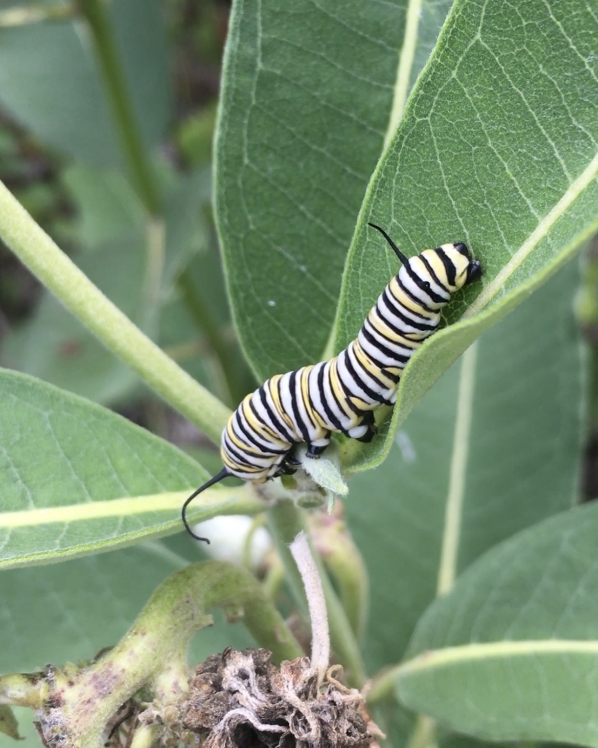 Monarch caterpillar eating milkweed leaves.