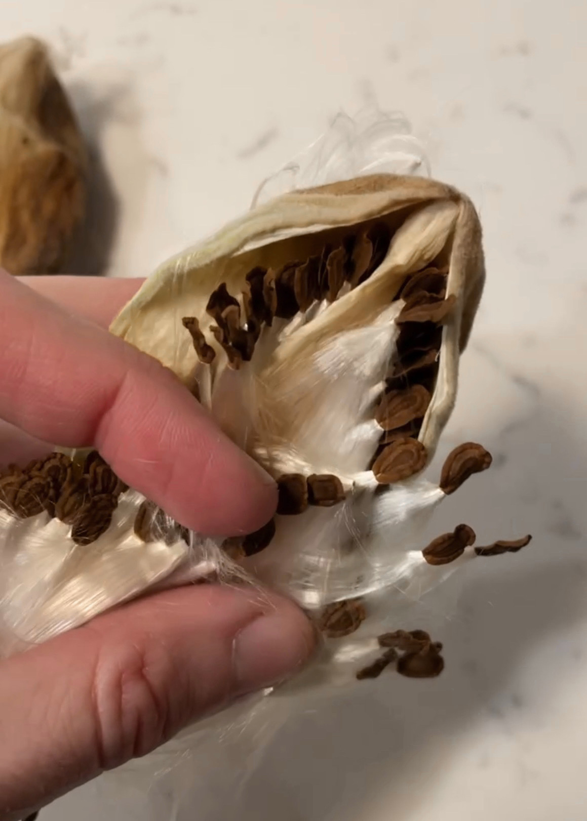 Milkweed pod with seeds inside.