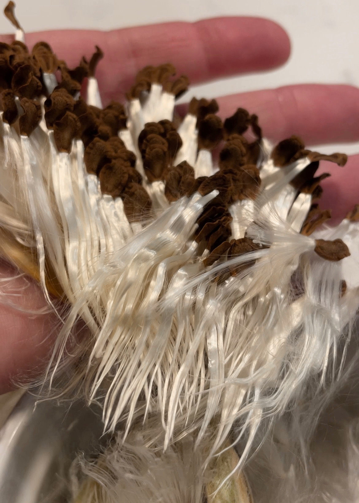 Each milkweed pod contains 50-100 seeds.