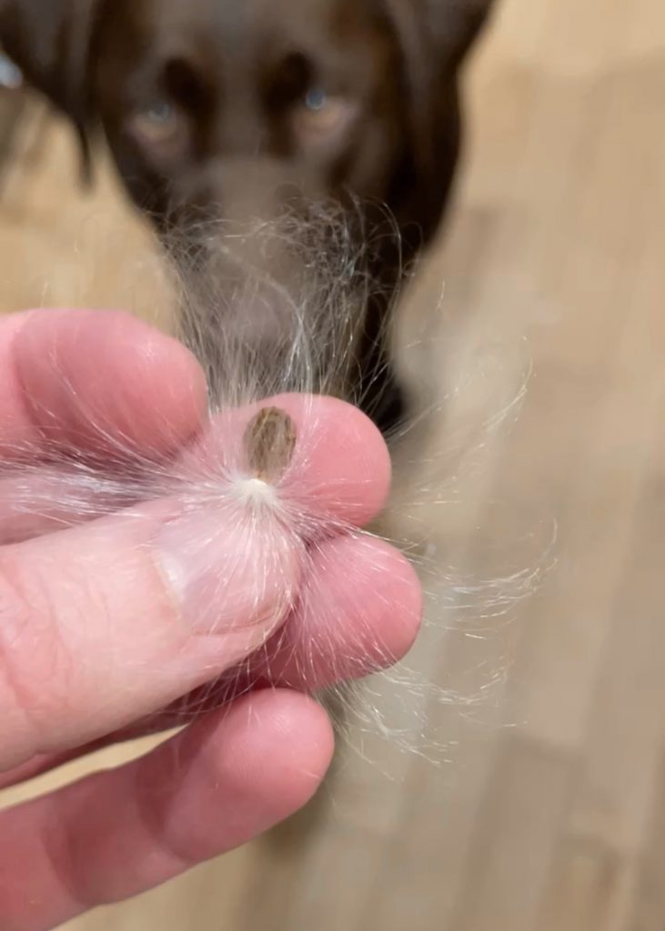 Milkweed seeds are attached to a fluff called coma.