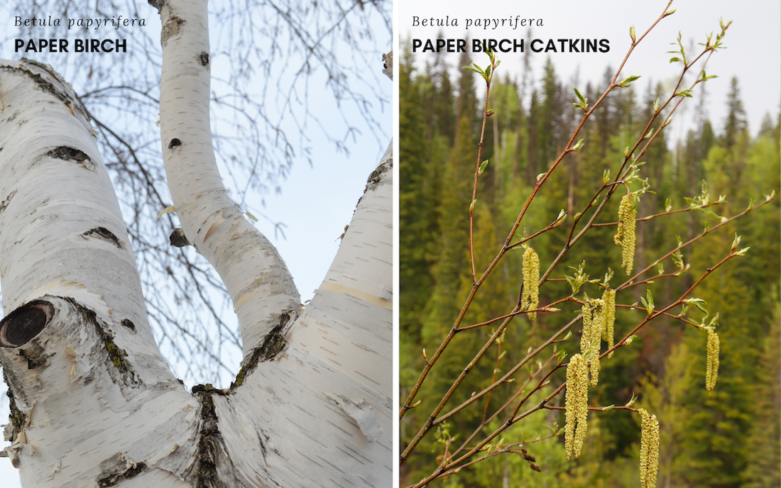 Edible trees - Paper birch (Betula papyrifera).

Left: paper birch bark is a bright white colour and peels. 

Right: Paper birch catkins hand from tree branches in the spring.