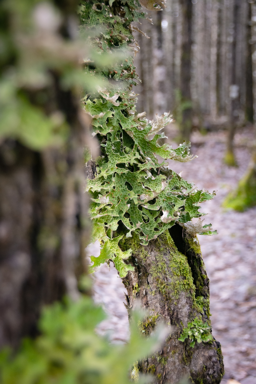 Tree lungwort grows in a thick mat on a deciduous tree.