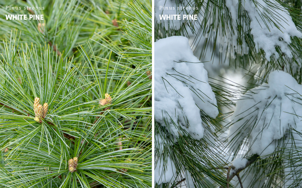 Left: White pine needles.

Right: White pine needles covered in fluffy snow.