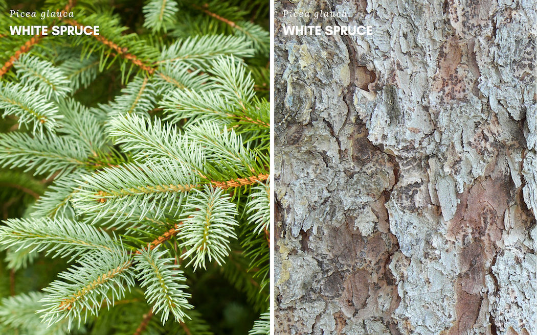 Edible trees - White Spruce (picea glauca)

Left: Spruce leaves spiral around tree branches.

Right: Bark of white spruce tree.