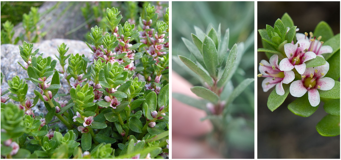 Sea milkweed is a beautiful plant found in sandy and rocky areas.