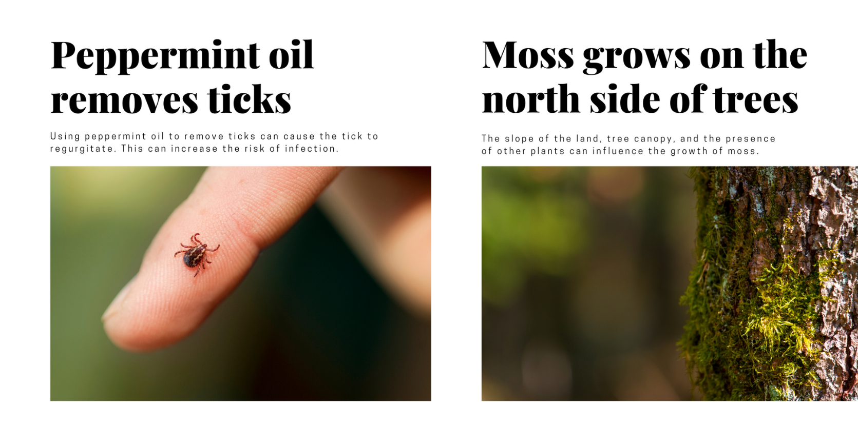 Outdoor Myths Debunked:

Peppermint oil could cause a tick to regurgitate and increase the likelihood of infection.

Moss growth depends on a variety of conditions. Sometimes it grows on the north side of trees, but often it can be found growing in all directions.
