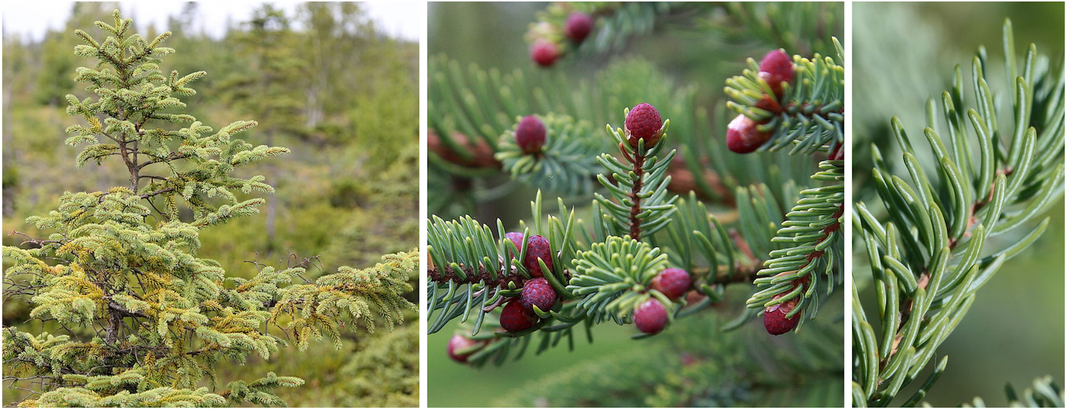 Black spruce is the provincial tree of Newfoundland and Labrador. It is found throughout every province and territory in Canada.