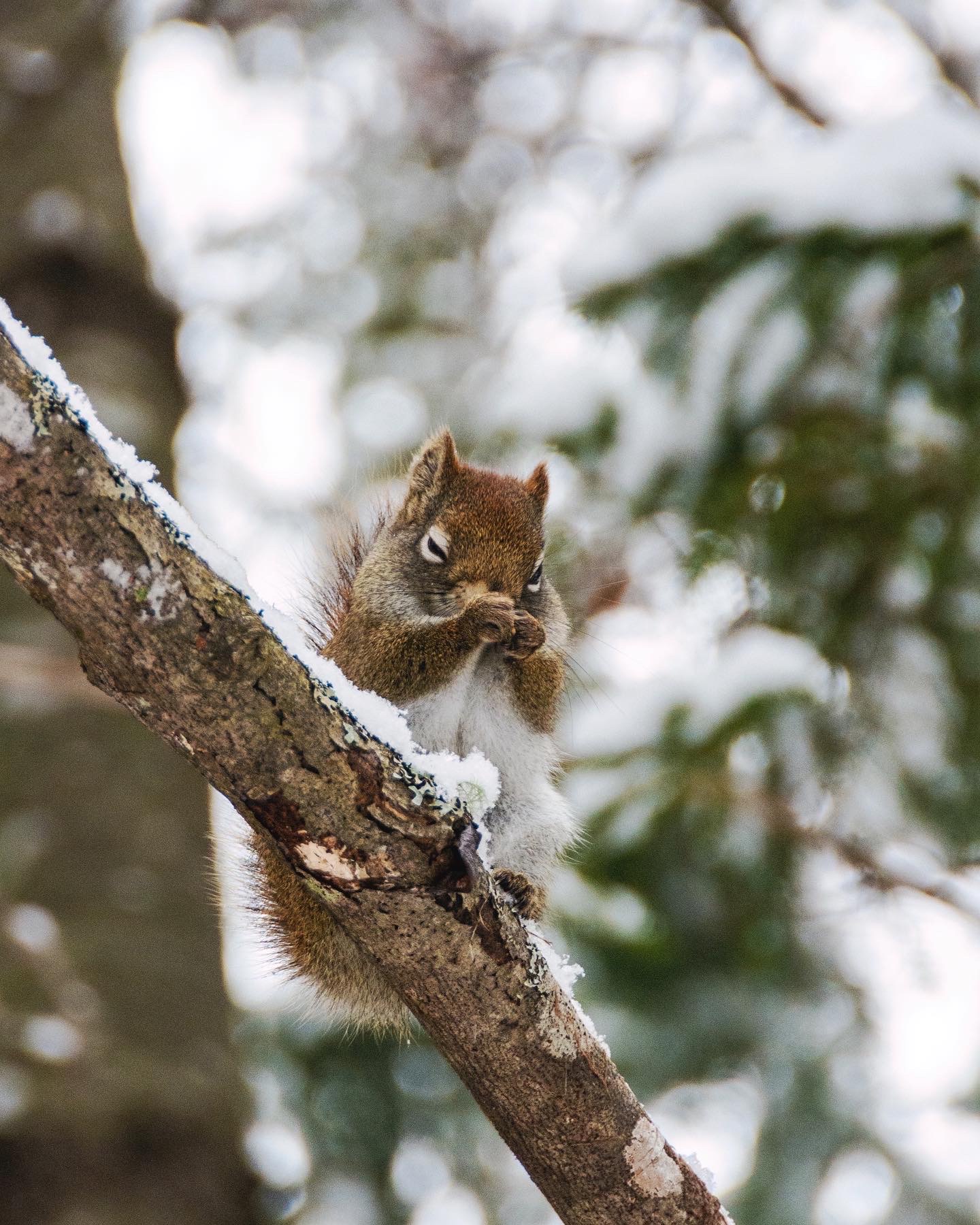 A red squirrel sits on top of a branch and cleans its face. Red squirrels are active in the winter both in the trees and in the subnivean.
