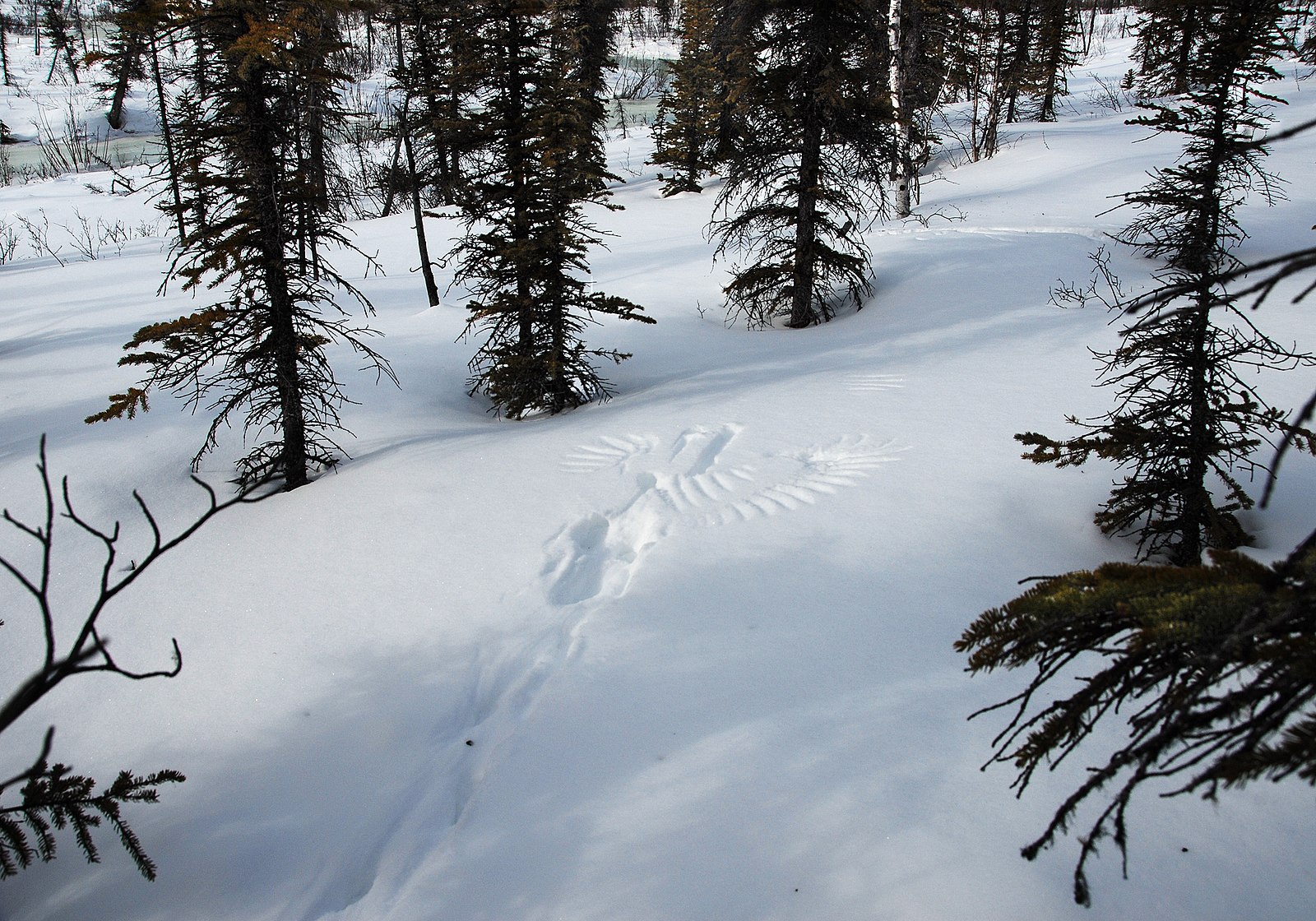 An imprint in the snow from a great grey owl hunting prey in the subnivean zone.