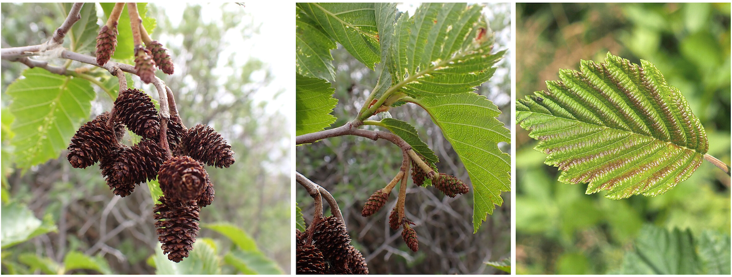 Speckled alder fixes nitrogen for other plants, it is a staple shrub in many Atlantic Canadian wetlands.