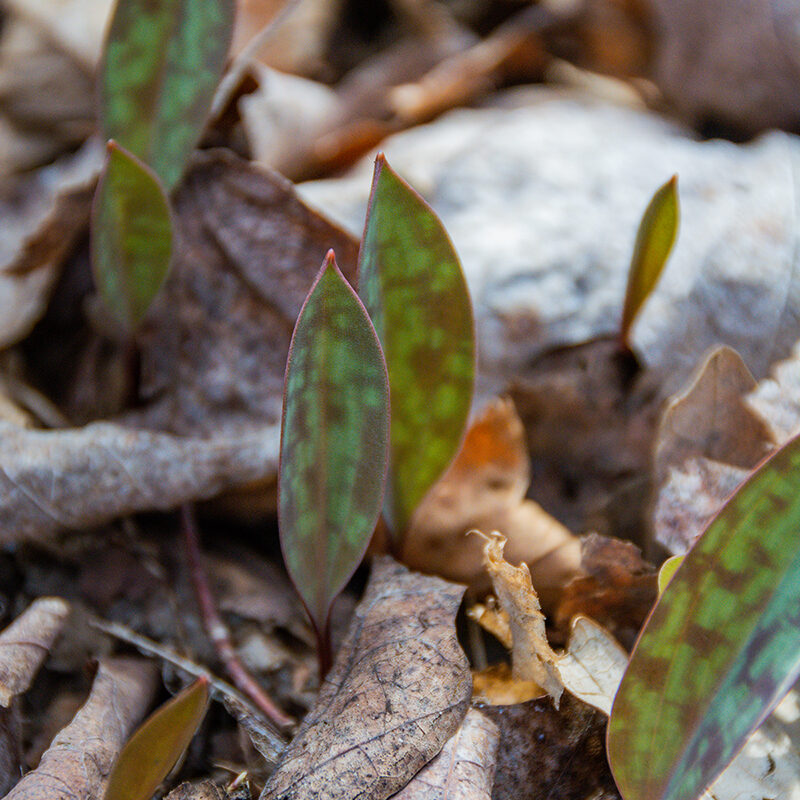 Trout lily leaves are first to emerge before the spring ephemeral flowers.