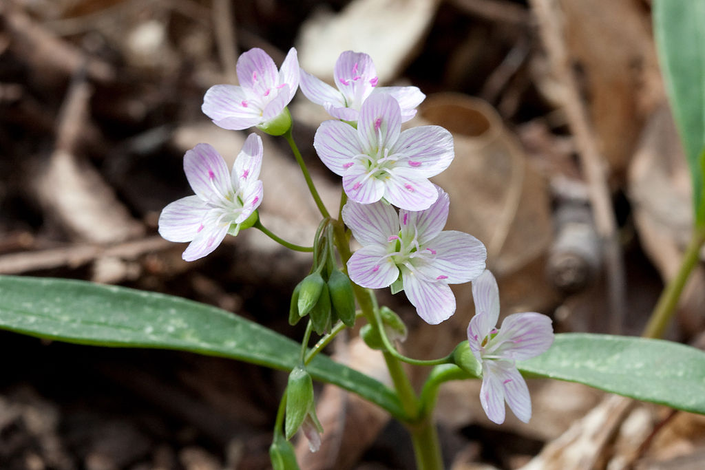 Spring Ephemerals: A Guide to Early Season Wildflowers