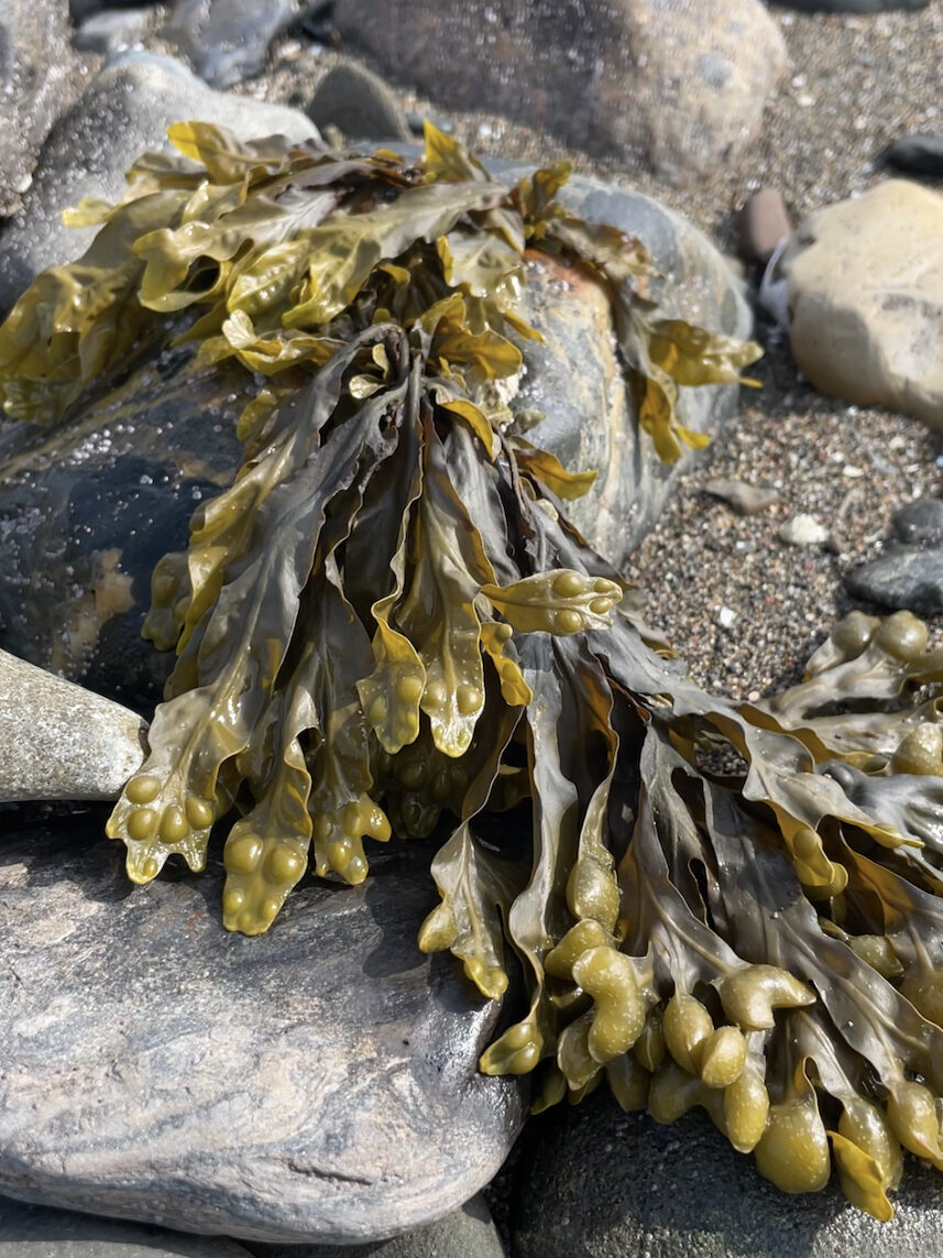 Seaweed on the beach at Pagan Point