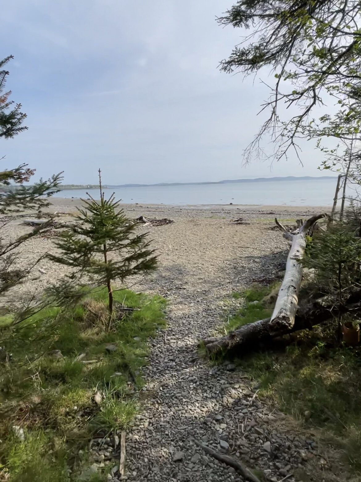 Break in Pagan Point Trail which looks out to Passamaquoddy Bay.