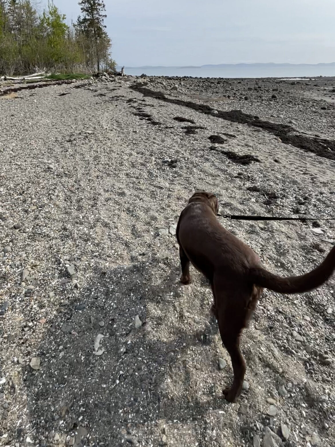 My Labrador retriever walks on the beach at Pagan Point Nature Preserve. Dogs are allowed on leash.