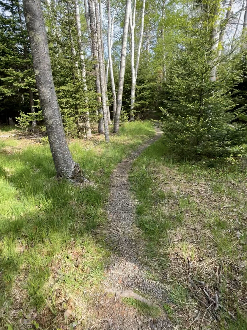 Trail at Pagan Point weaves through Wabanaki-Acadian Forest.