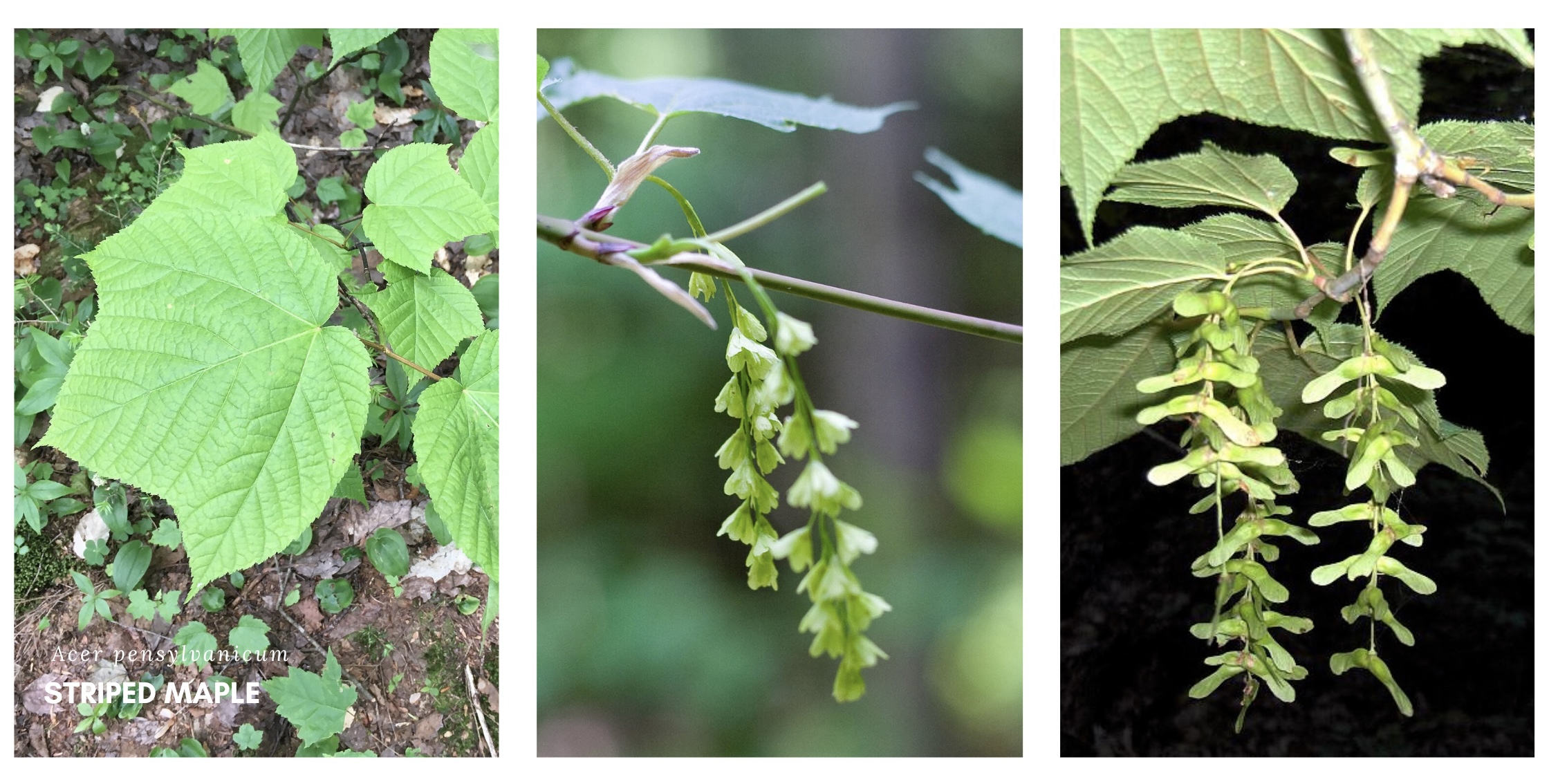 Striped maple leafs, flowers, and seeds