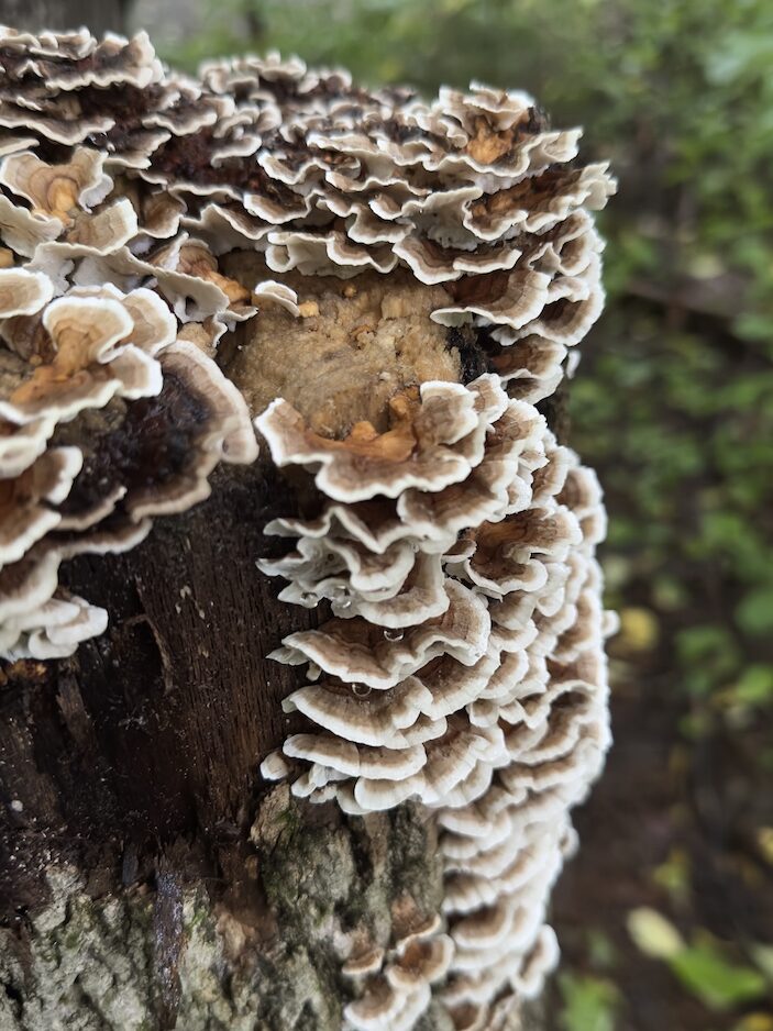 Turkey tail mushroom at Fredericton Botanic Garden