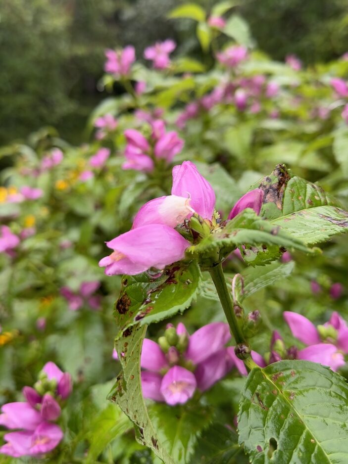 Turtlehead flowers at Fredericton Botanic Garden