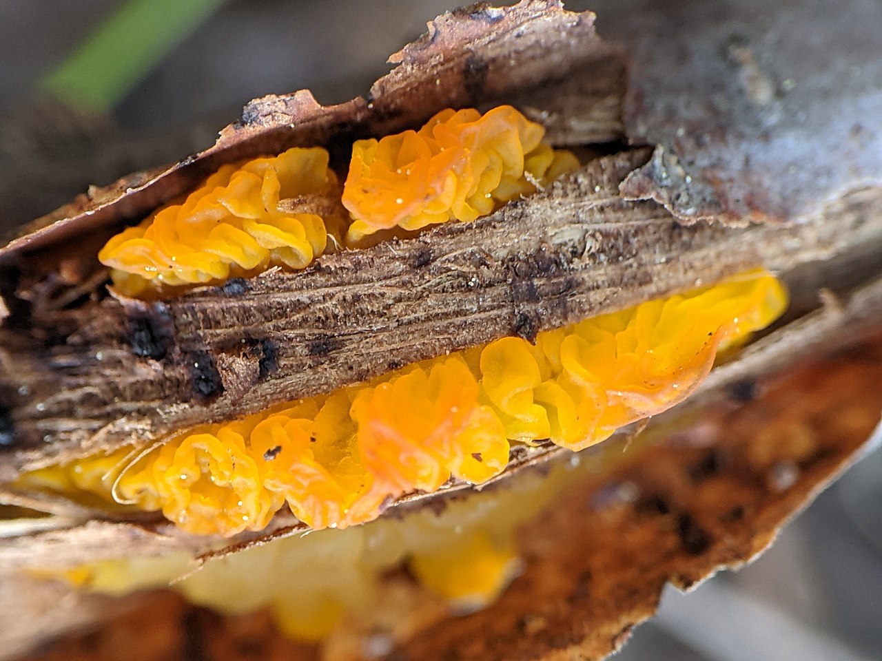 Witches' butter is a parasitic fungus that preys on fungi in the genus Peniophora.