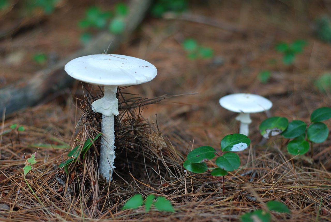 Each year, many people fall ill or die by accidentally ingesting destroying angel fungi. These are some seriously, super spooky fungi! 