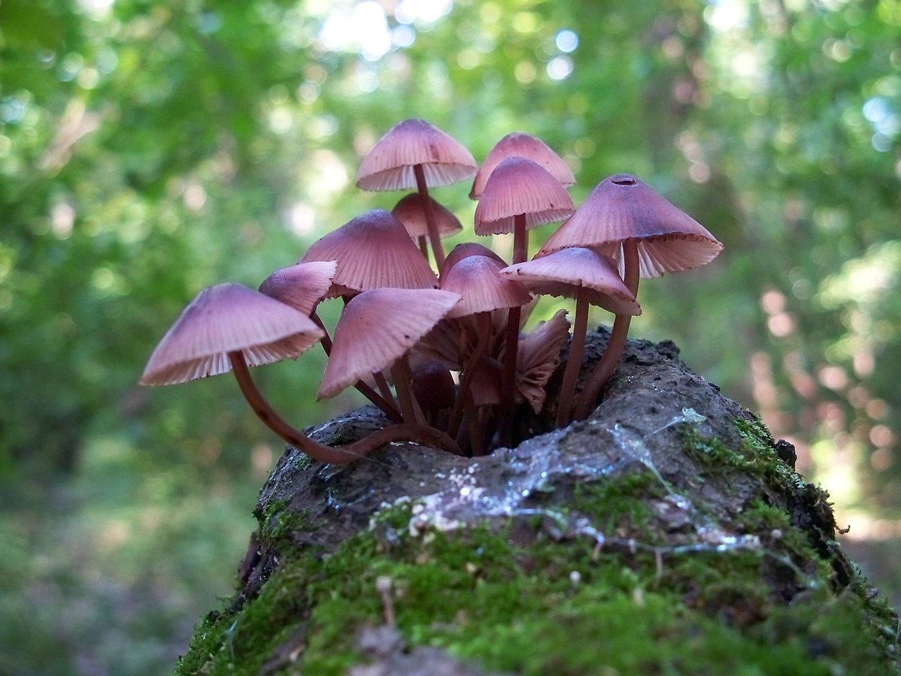 Bleeding fairy cap fungi are quite beautiful, but scratch them and their caps bleed!