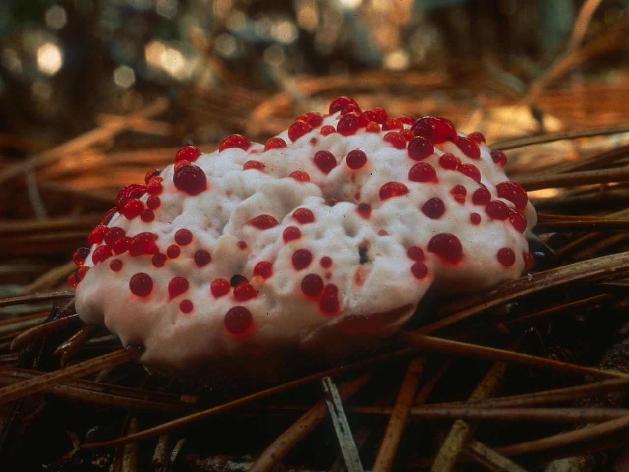 Some say devil's tooth fungus looks like a bleeding tooth - yuck! I find it quite beautiful.