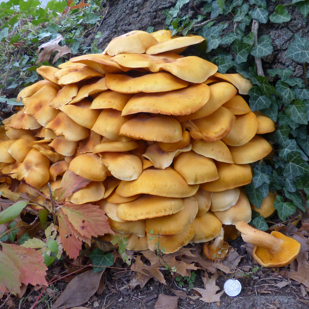 Jack-o'-lantern mushroom is a bright orange mushroom that is capable of bioluminescence.