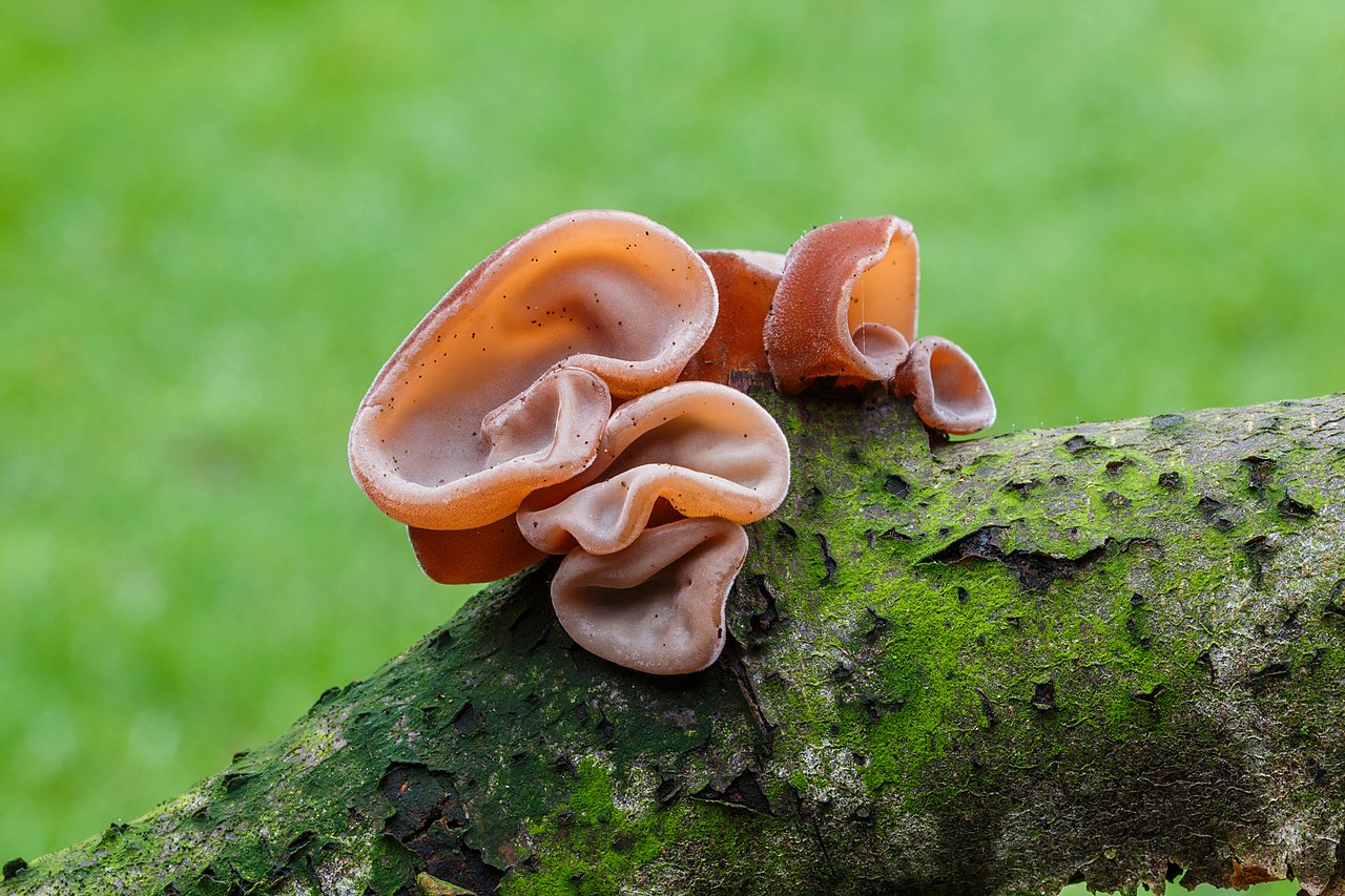 A fungus that looks like a human ear? That's exactly what this spooky fungi look like!