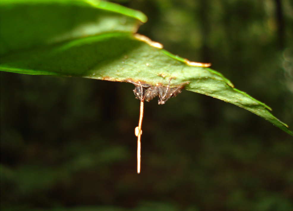 Ophiocordyceps unilateralis grows out of an ant’s head. Definitely the spookiest fungi on this list!