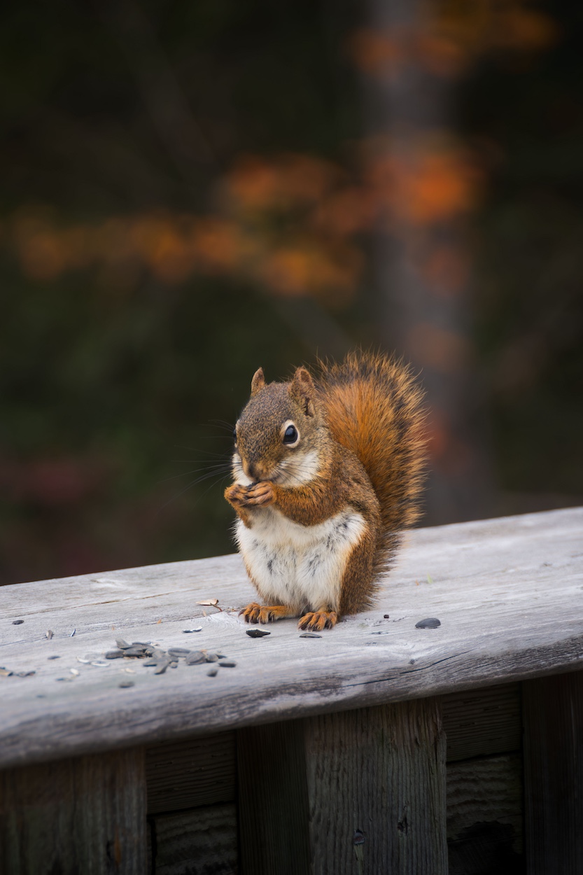 American red squirrel at Gateway Wetlands