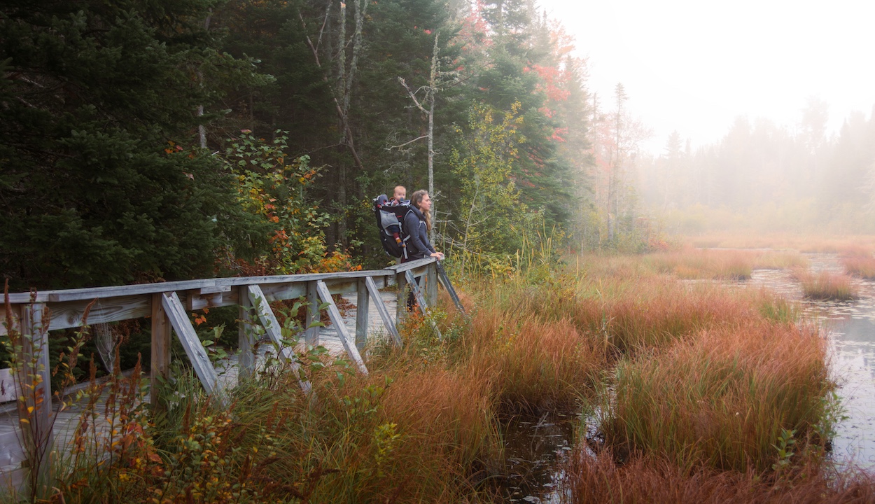 Boardwalk at Beaver Pond Trail in Mactaquac Provincial Park.