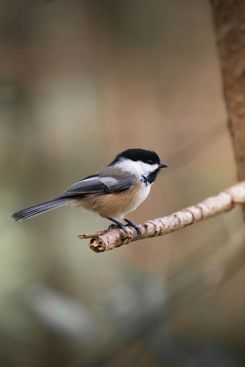 Chickadee at Gateway Wetlands