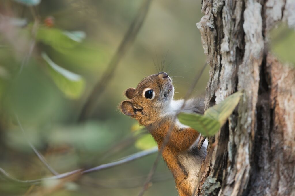 Wabanaki-Acadian Forest: History, Species, and Biodiversity