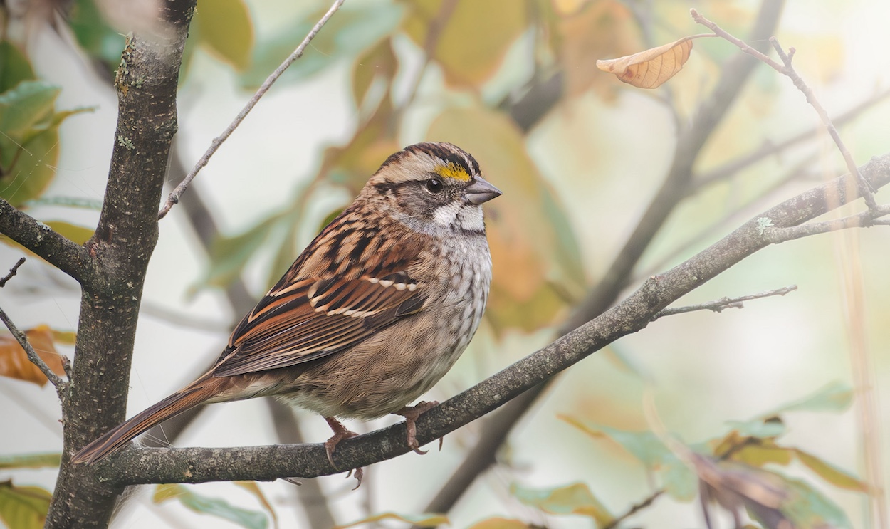 White-throated sparrow (Zonotrichia albicollis)