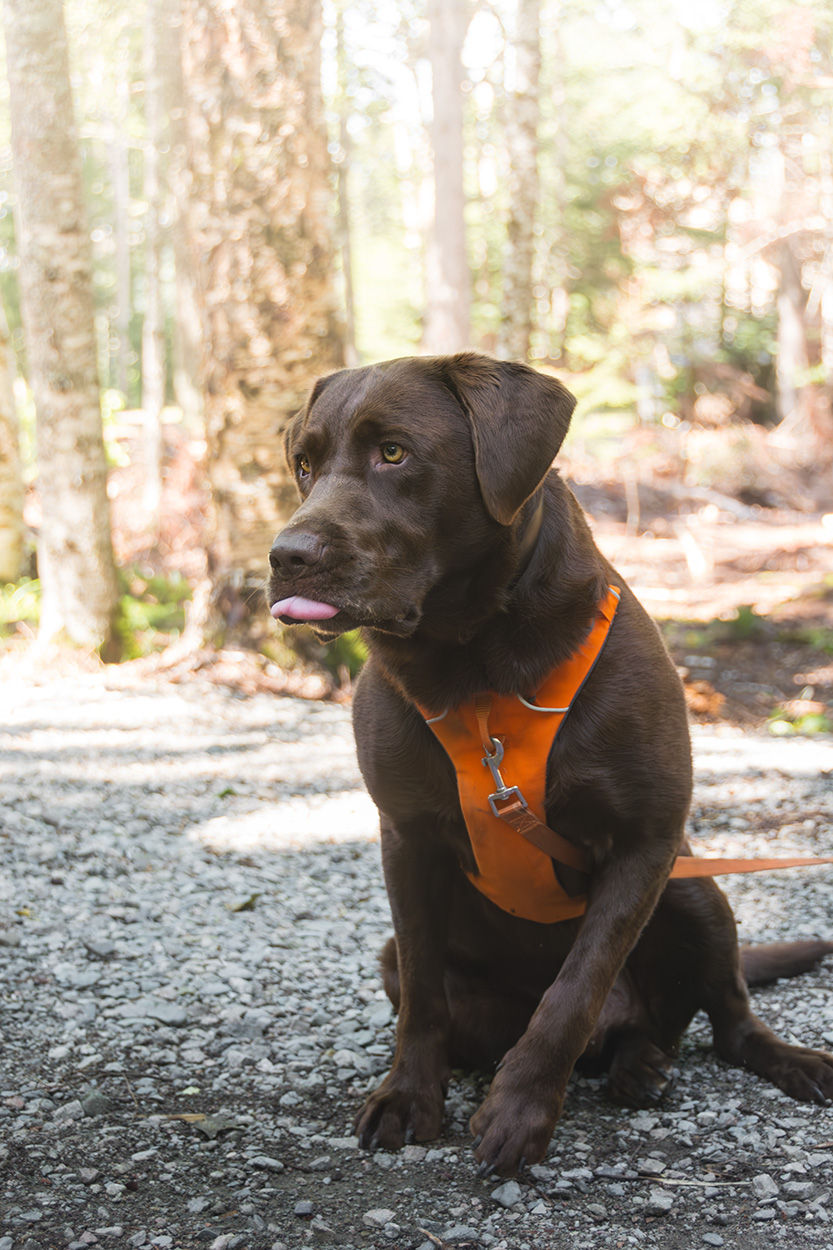 My Labrador retriever at the oTENTik campsite. There is one pet friendly oTENTik at Chignecto campground.