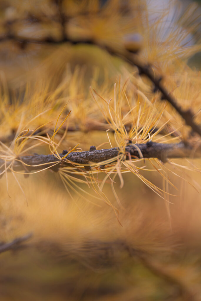 Tamarack tree in autumn when its needles have turned golden-yellow.