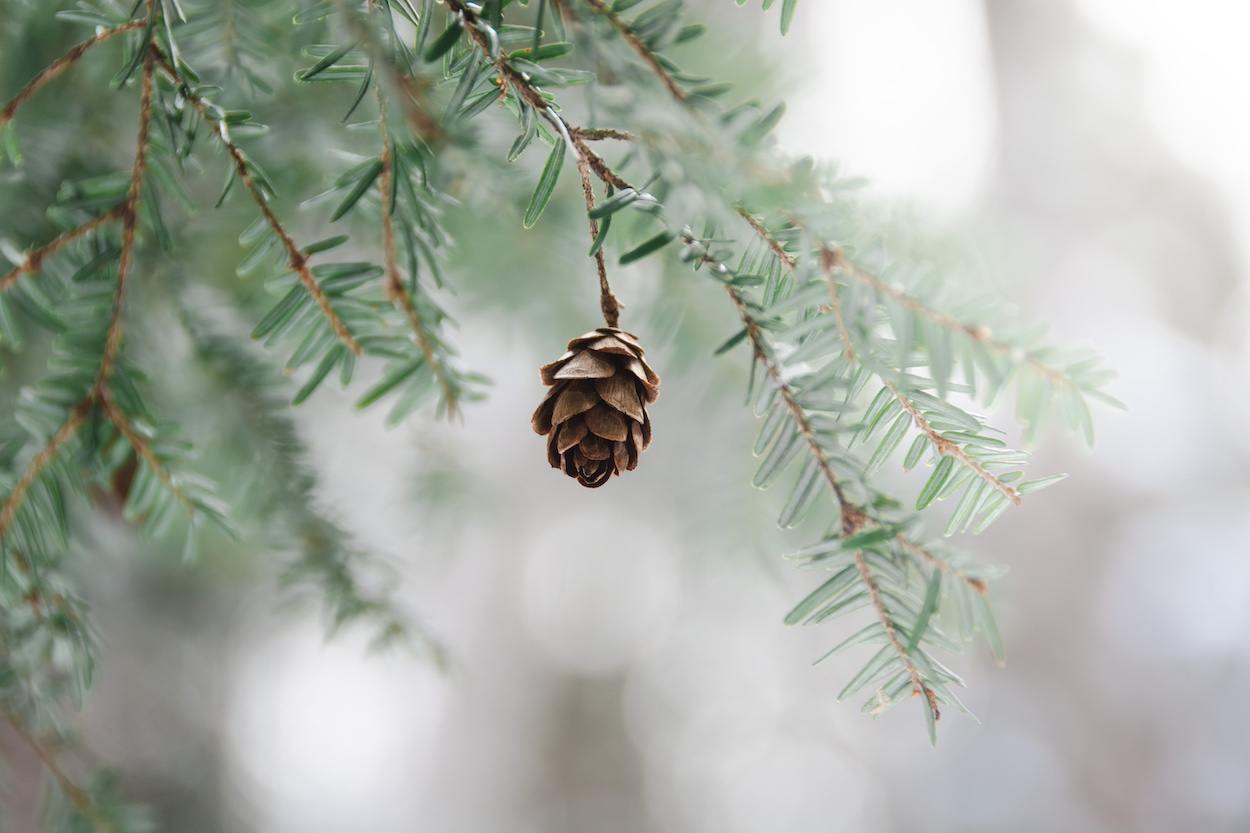 A hemlock cone hangs in a winter landscape. Tree cones are important food in a time of scarcity for many animals.