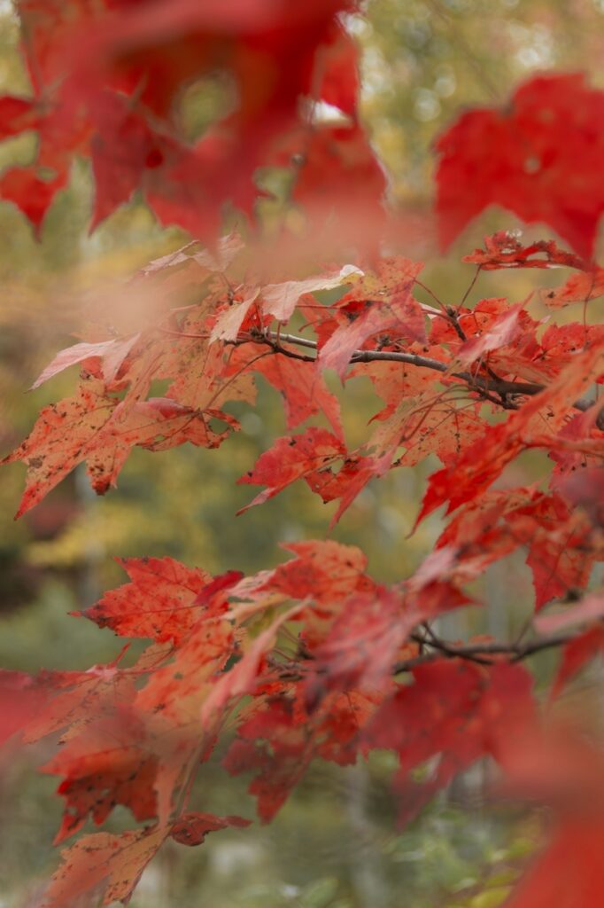 Red maple tree in autumn once its leaves have turned red