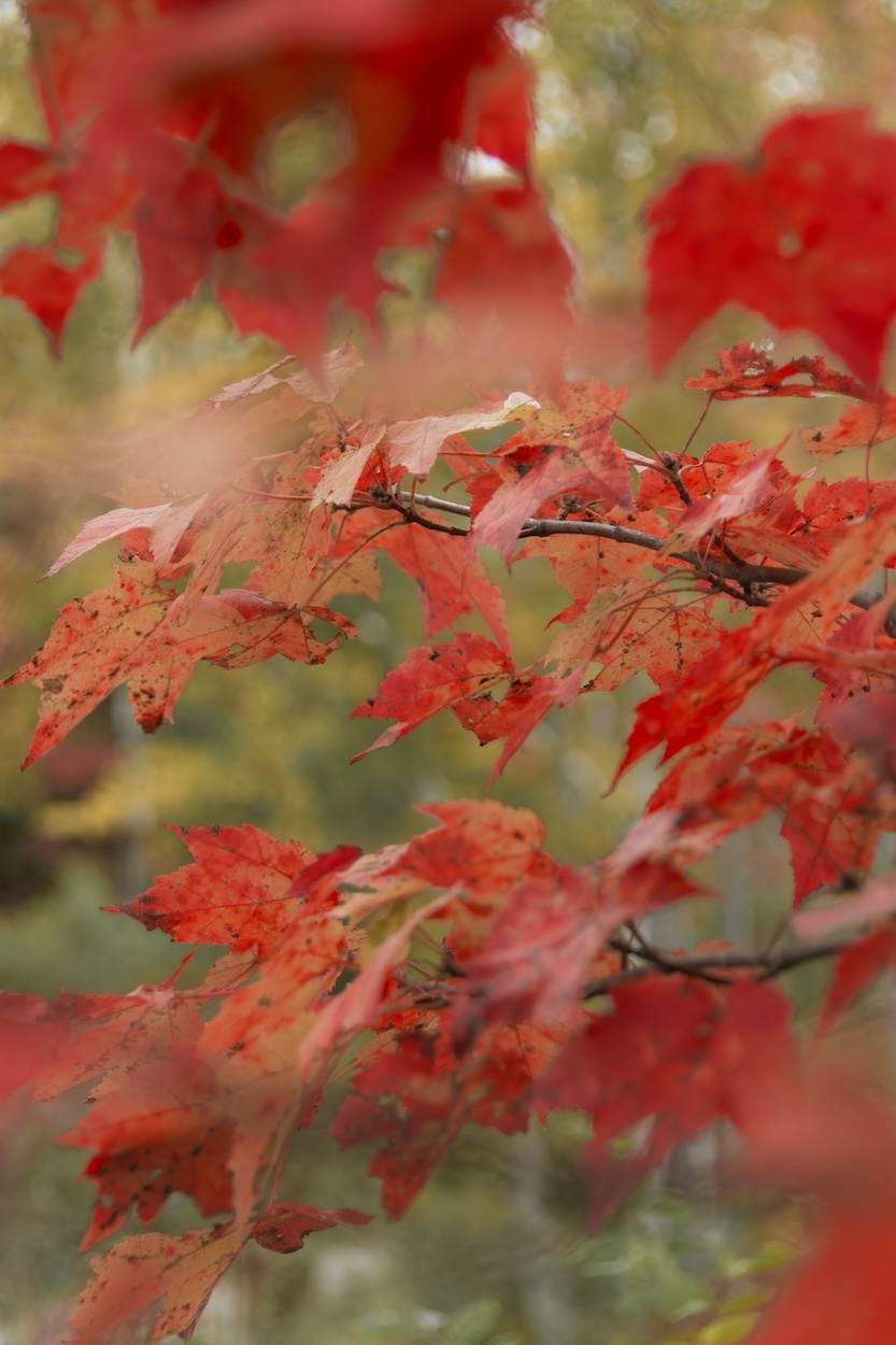 A red maple tree is in full fall colours having broken down chlorophyll. Shedding leaves is an important part of deciduous winter tree survival. Once the chlorophyll breaks down, the other pigments in the leaf show through.