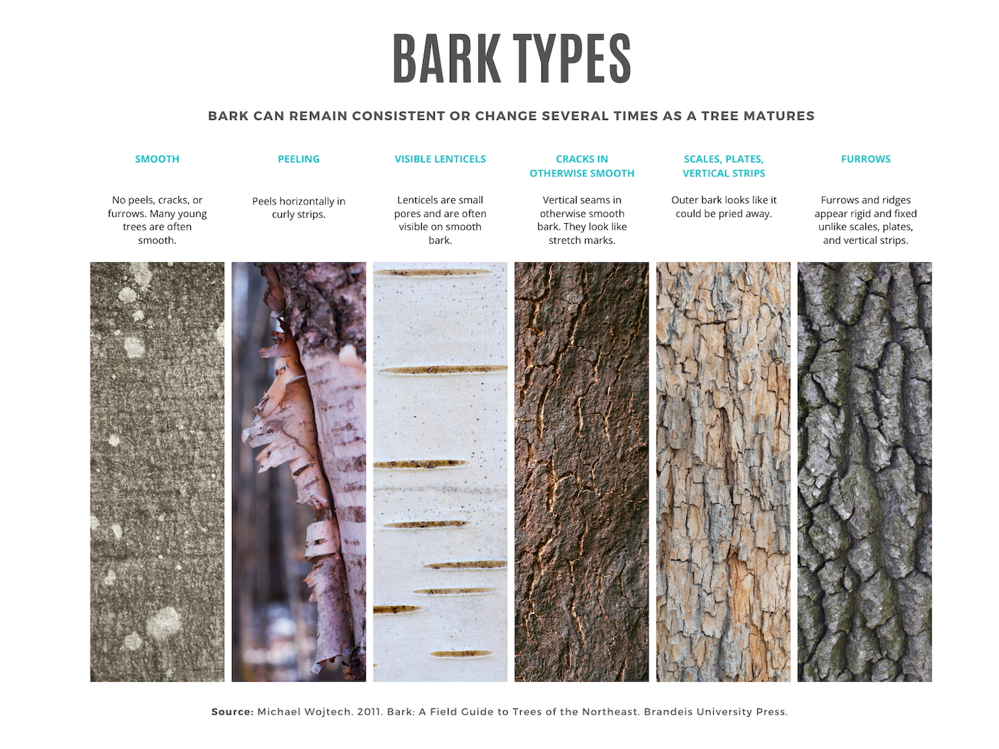 Identifying conifers: These are the 6 different types of conifer barks: smooth, peeling, visible lenticels, cracks in otherwise smooth, scales (plates and vertical strips), and furrows.