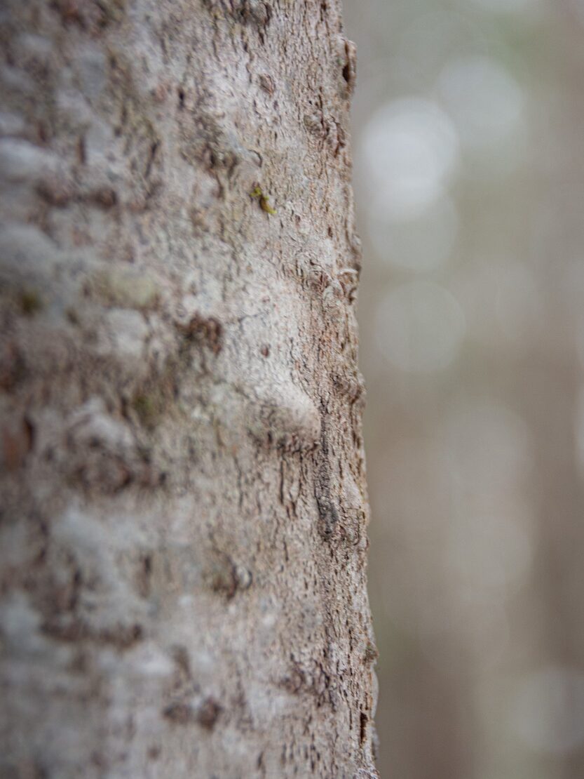 Identifying conifers tip: The bark of balsam fir often has raised resin blisters