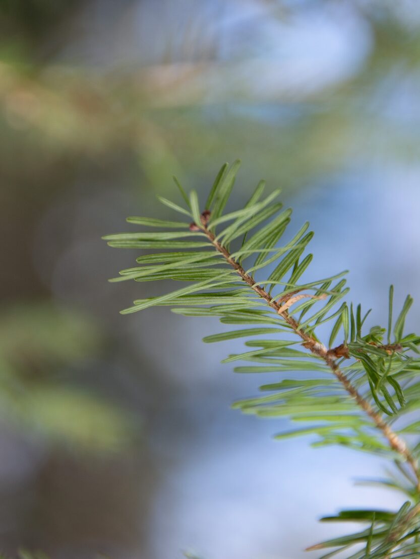 Identifying conifers tips: Balsam fir needles are more flat than spruce needles.