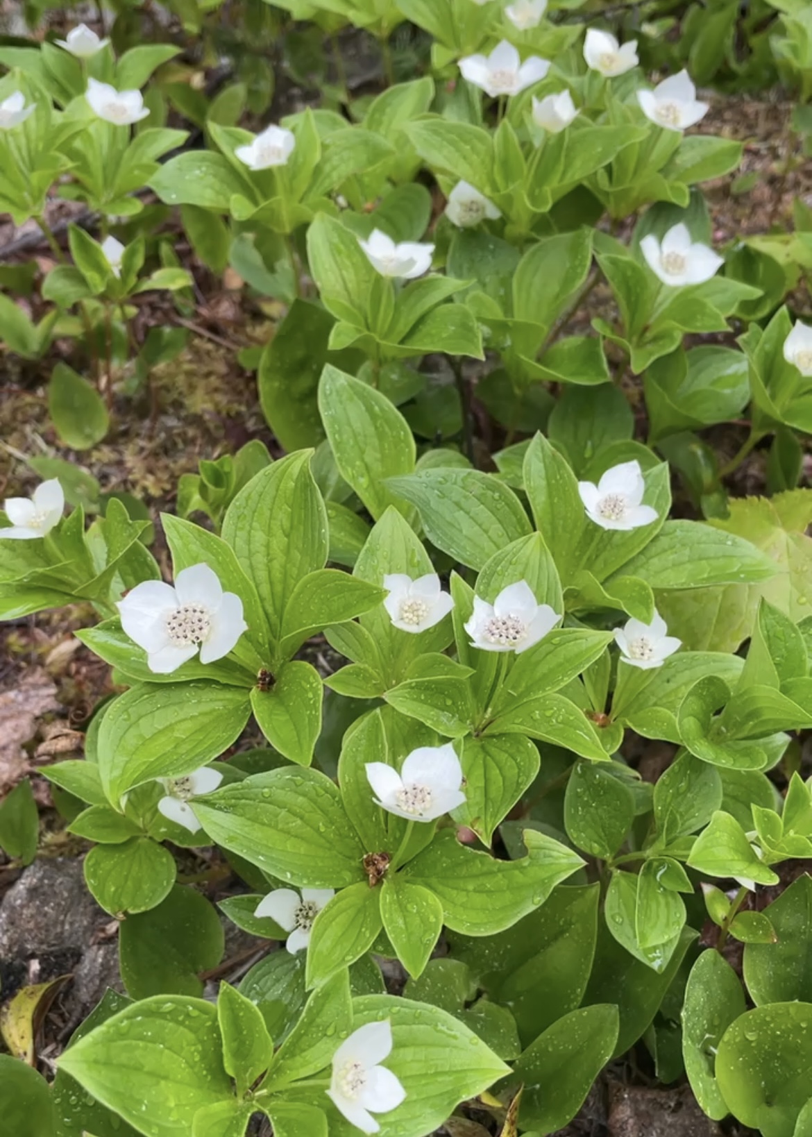 Bunchberry flowers cover the forest floor in much of the Wabanaki/Acadian forest in spring time before trees leaf out.