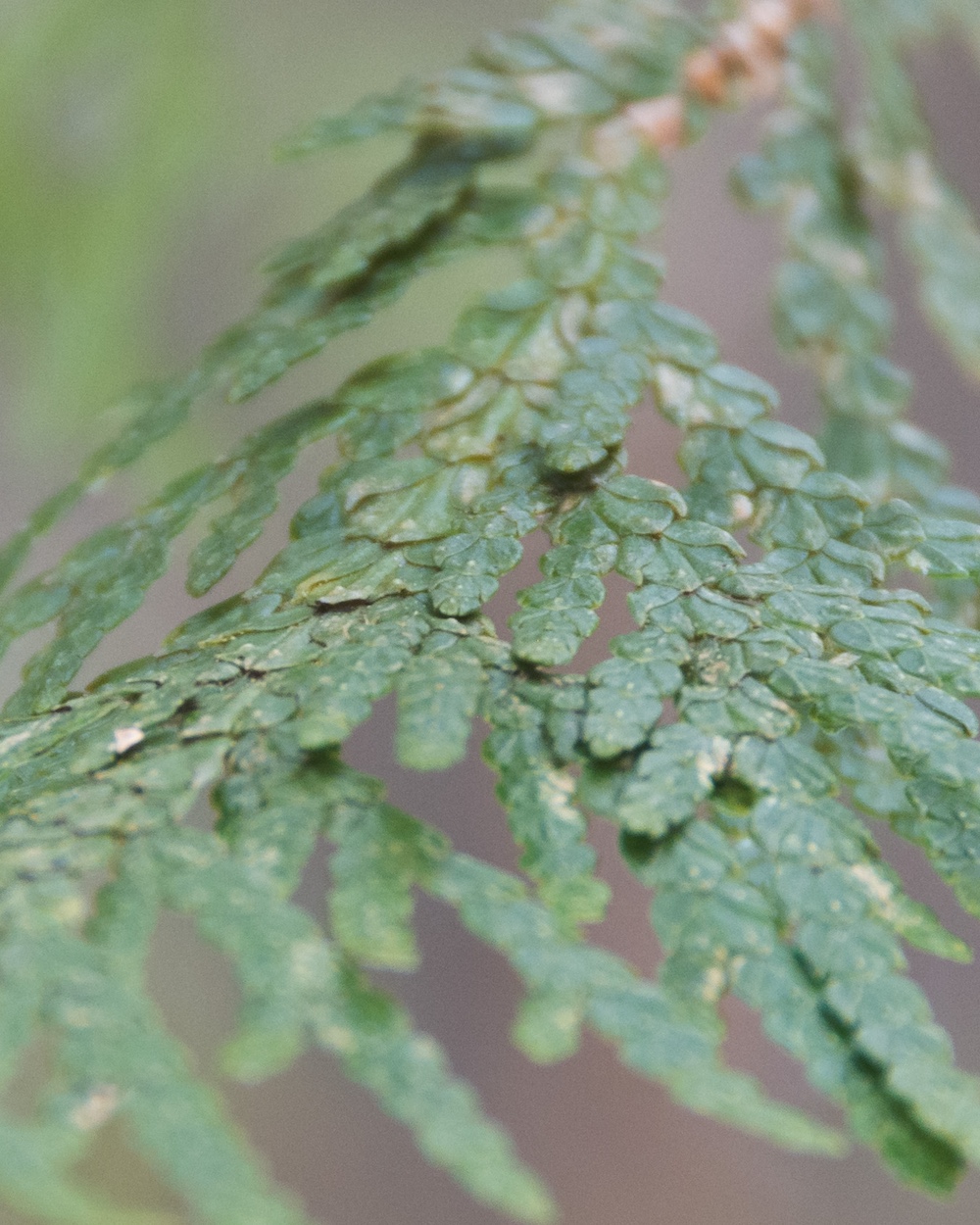 Identifying conifers tips: Eastern white cedars have scaly green leaves.