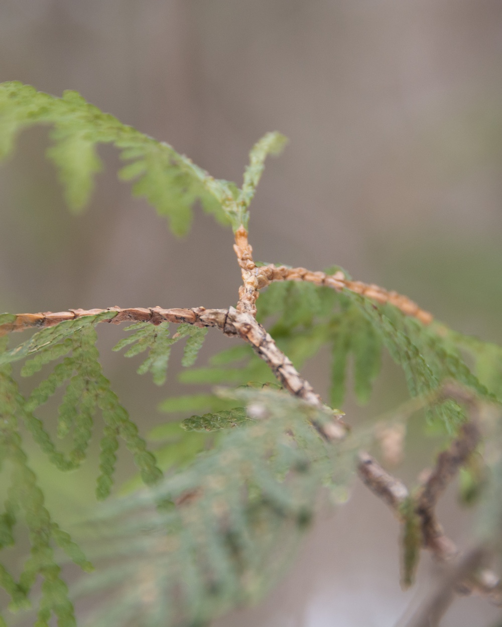 Identifying conifers tips: Eastern white cedars have flat stems and flat scaly leaves.