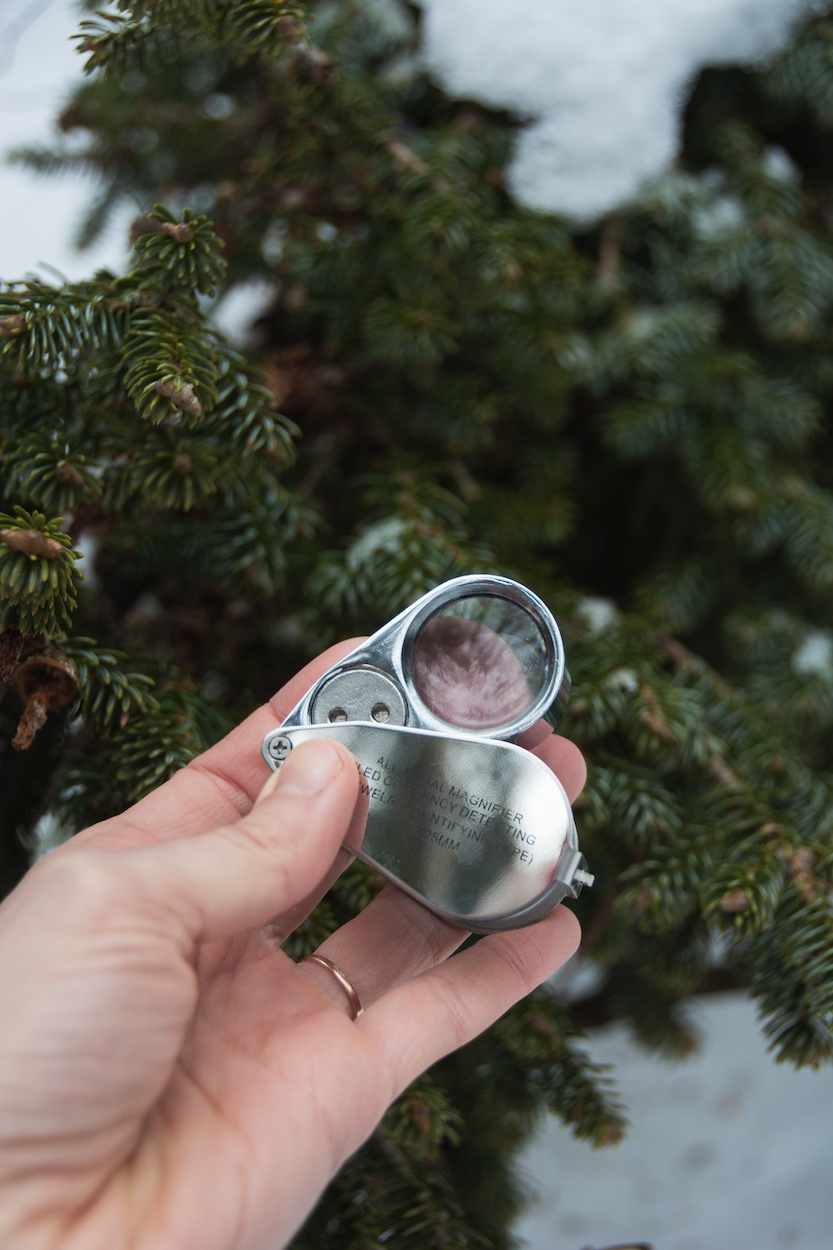 Hand lens for viewing small plant parts.