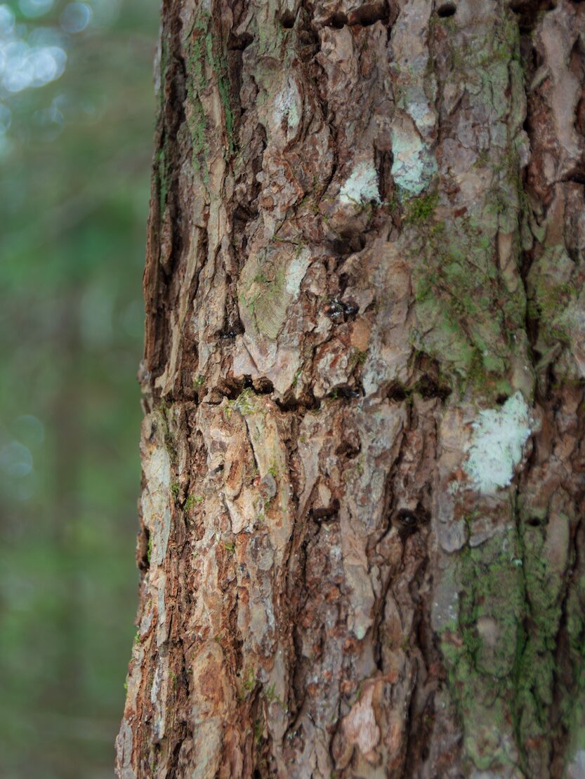 Identifying conifers tips: The bark of mature hemlocks is brown with deep furrows. This hemlock has sapsucker holes in the bark.